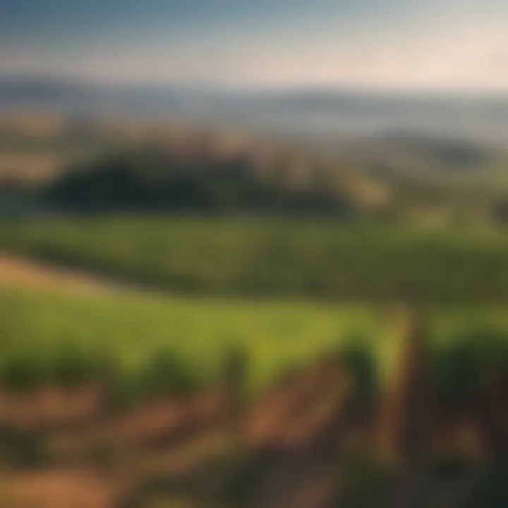 Tuscan vineyard overlooking countryside