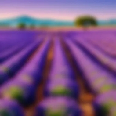 Lavender fields in Provence during summer