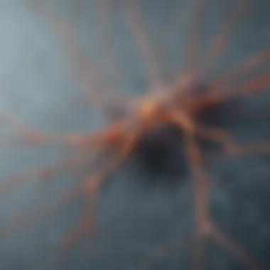 Intricate Neural Network Mapping Intricate Neural Network Mapping