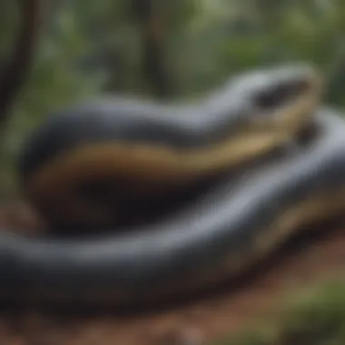 Wild Speculation Wild Speculation - An illustration depicting the rumors surrounding anacondas in Australia